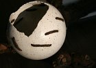 IMG_7876 (Medium)